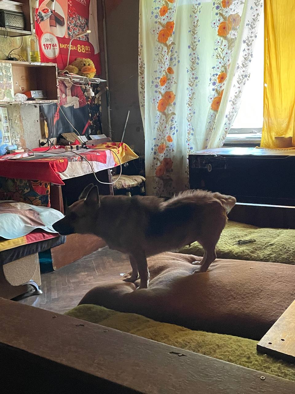 Зоозахисники в Києві врятували двох собак від голодної смерті - фото 2