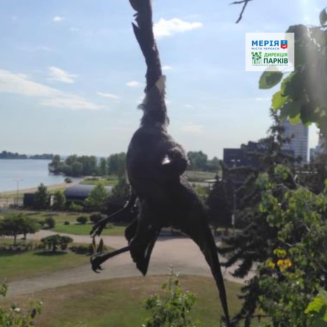 В черкаській Долині троянд працівники «Дирекції парків» врятували птаха