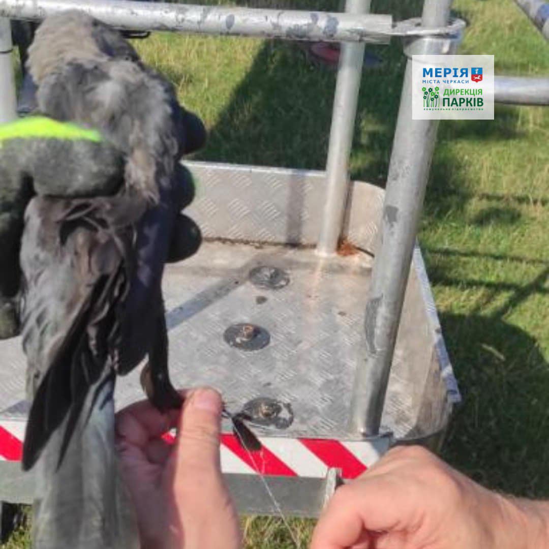 В черкаській Долині троянд працівники «Дирекції парків» врятували птаха - фото 2