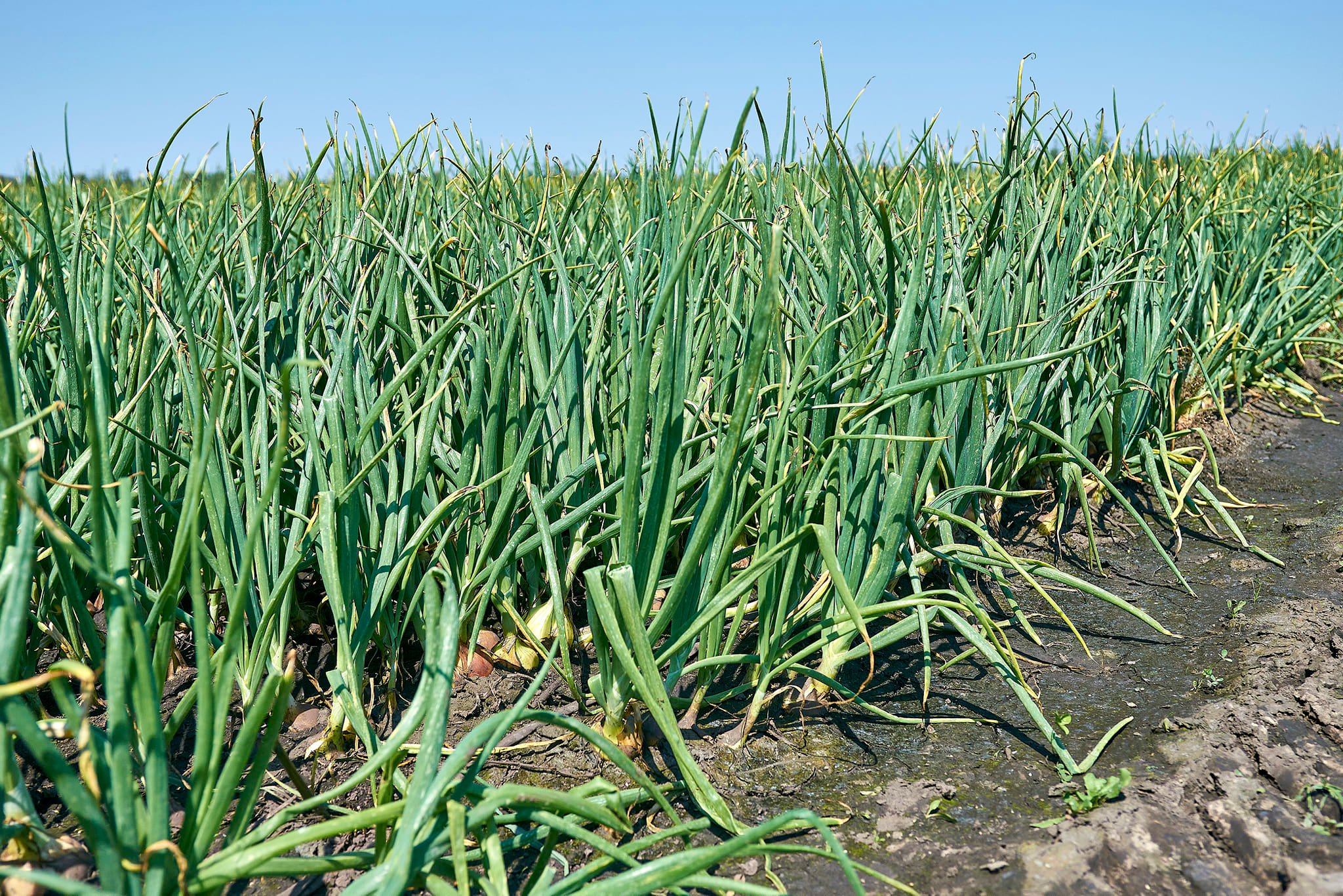 На Черкащині триває збір овочів