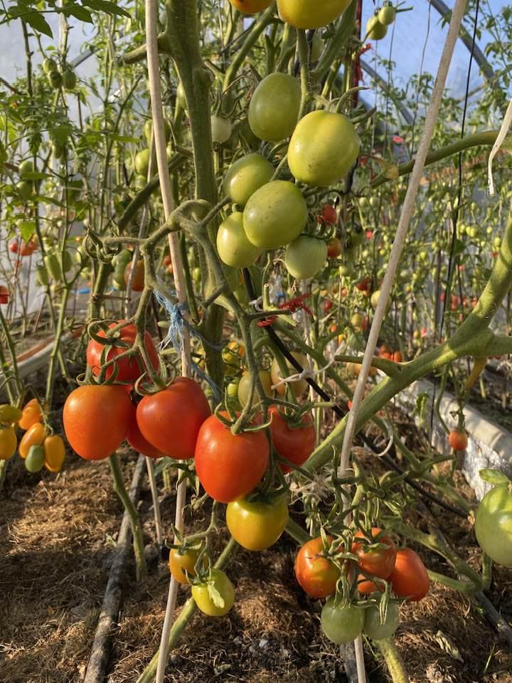 На Черкащині триває збір овочів - фото 2