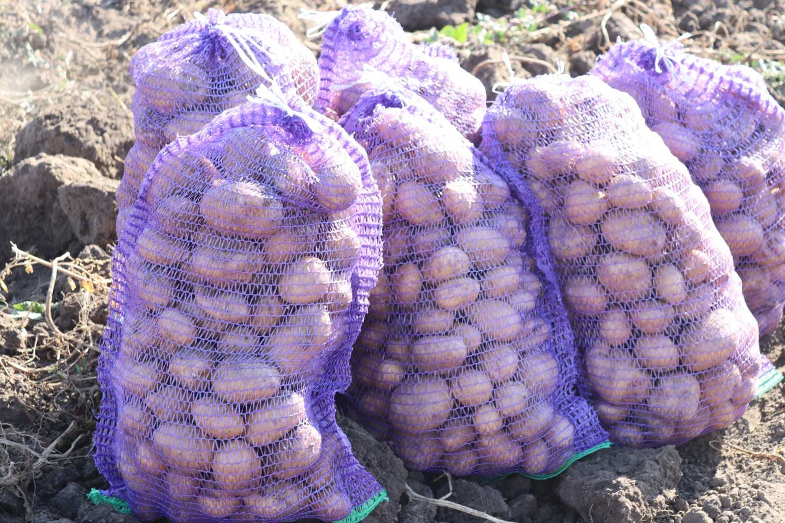 На Черкащині триває збір овочів - фото 3