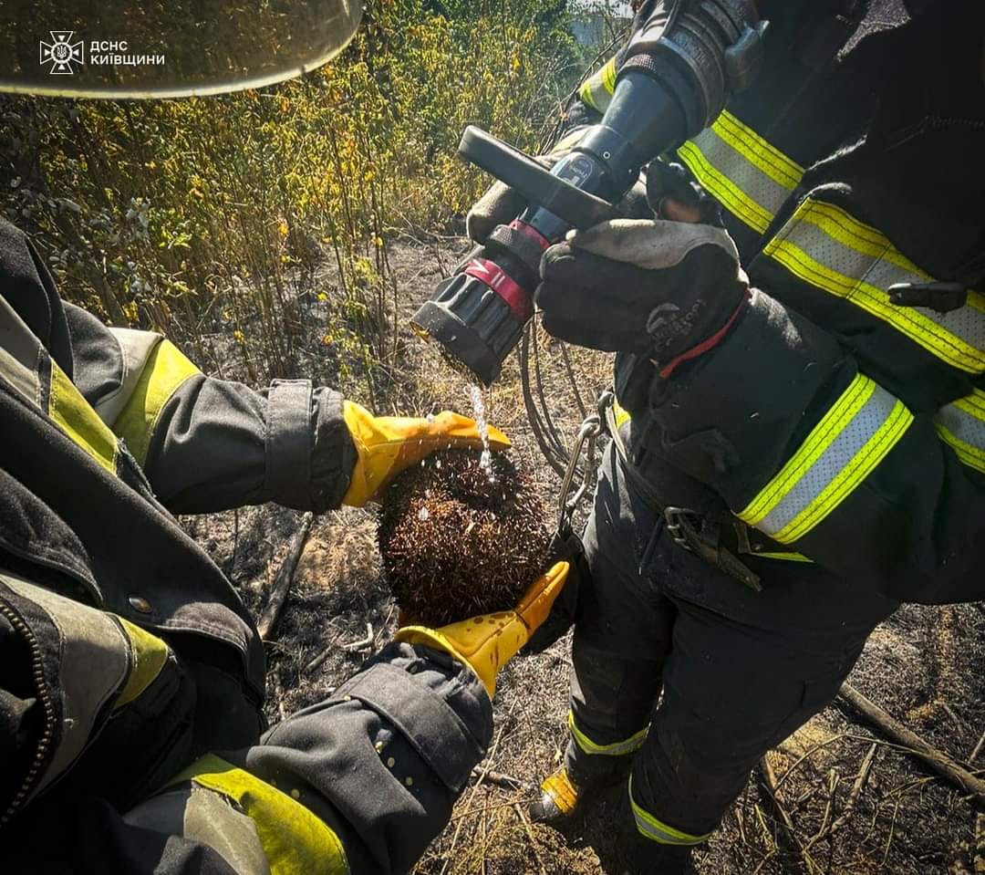 На Київщині вогнеборці врятували їжака під час гасіння сухої трави