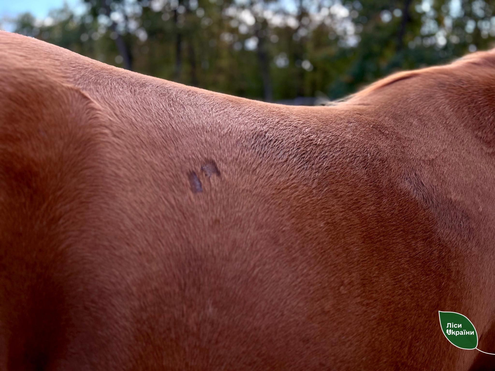 На Черкащині вилікували кобилу, яка була серйозно поранена на Донбасі