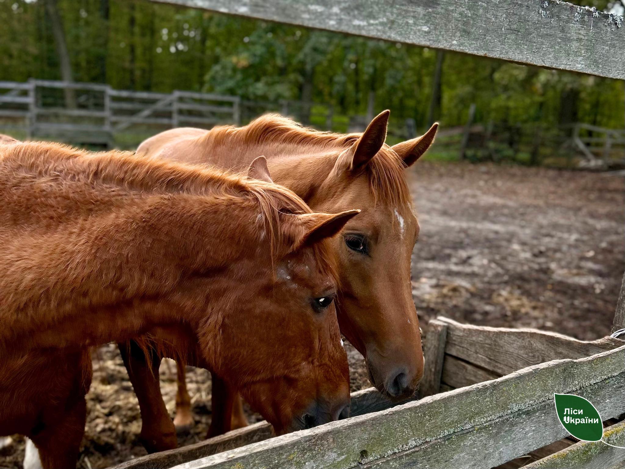 На Черкащині вилікували кобилу, яка була серйозно поранена на Донбасі - фото 2