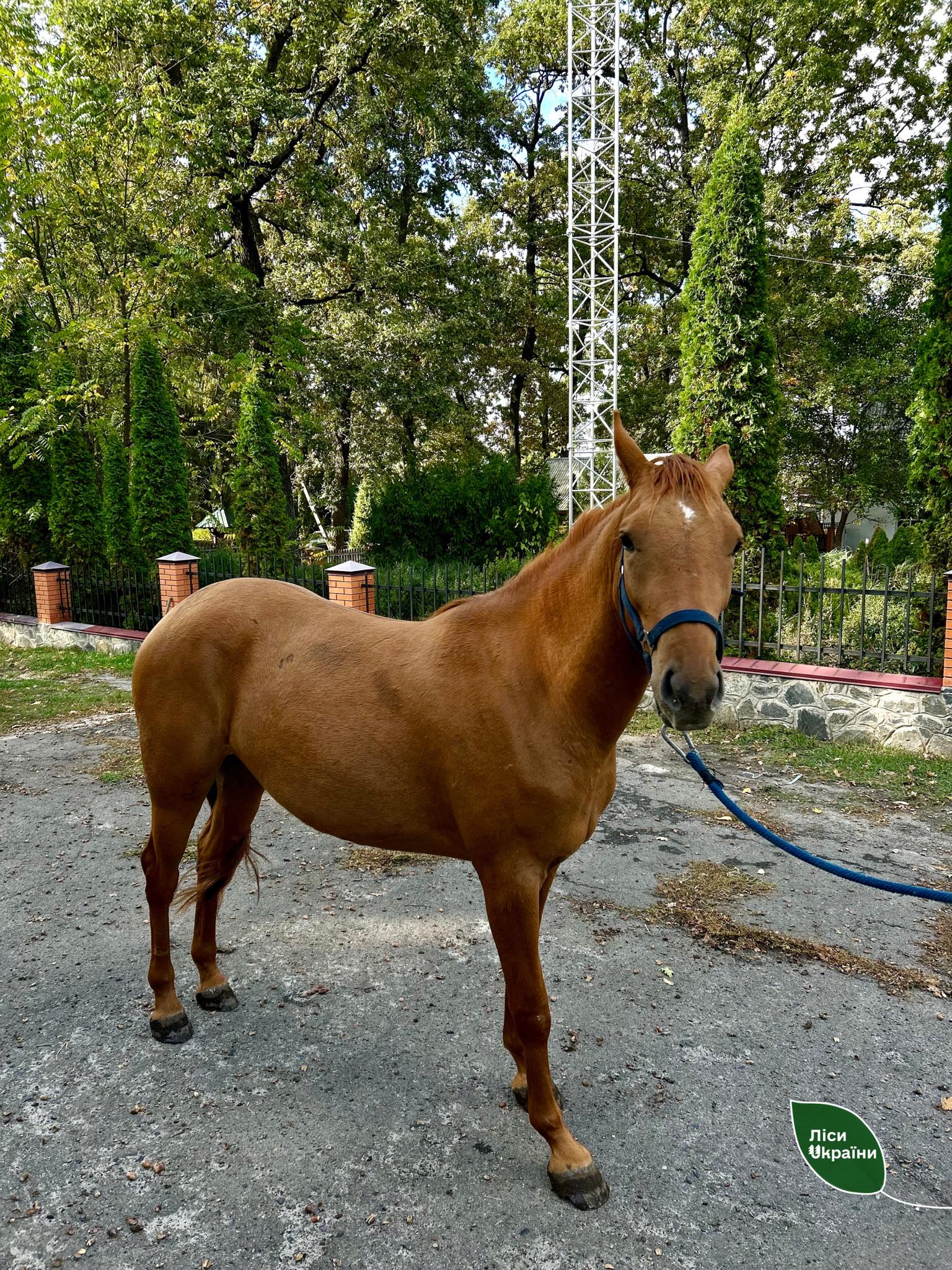 На Черкащині вилікували кобилу, яка була серйозно поранена на Донбасі - фото 3