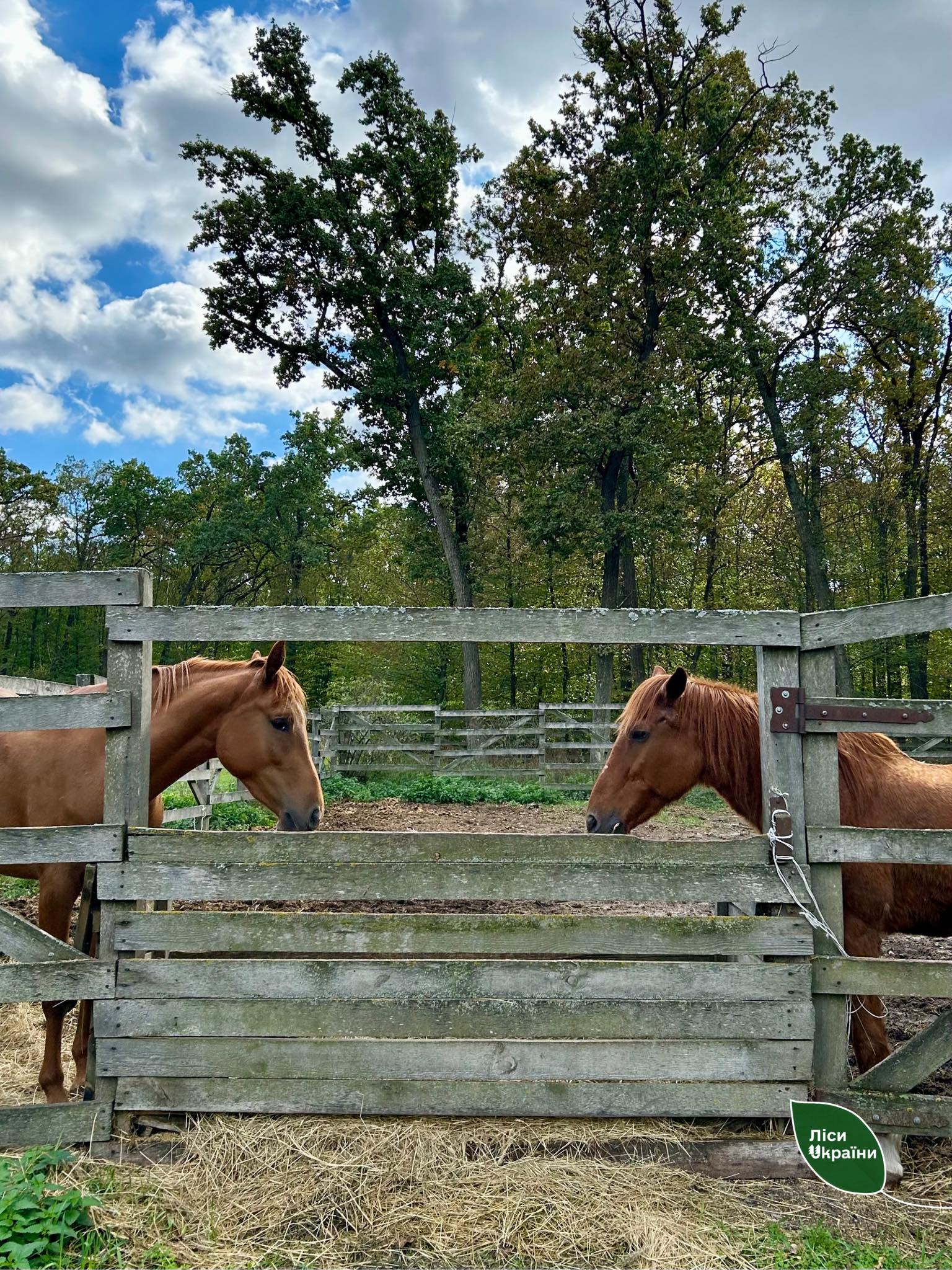 На Черкащині вилікували кобилу, яка була серйозно поранена на Донбасі - фото 4