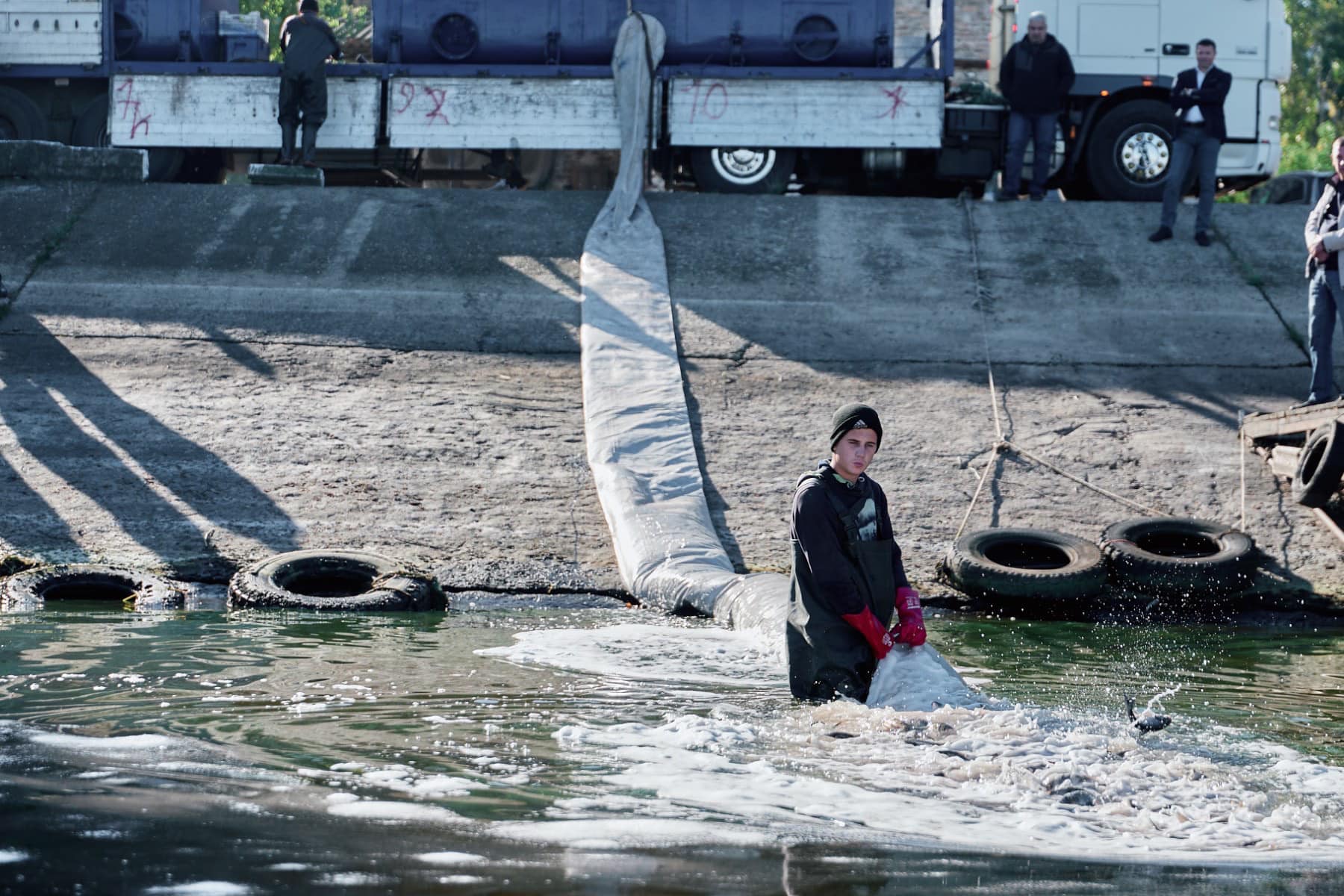 У Кременчуцьке водосховище випустять майже 67 тонн мальків товстолобика - фото 2