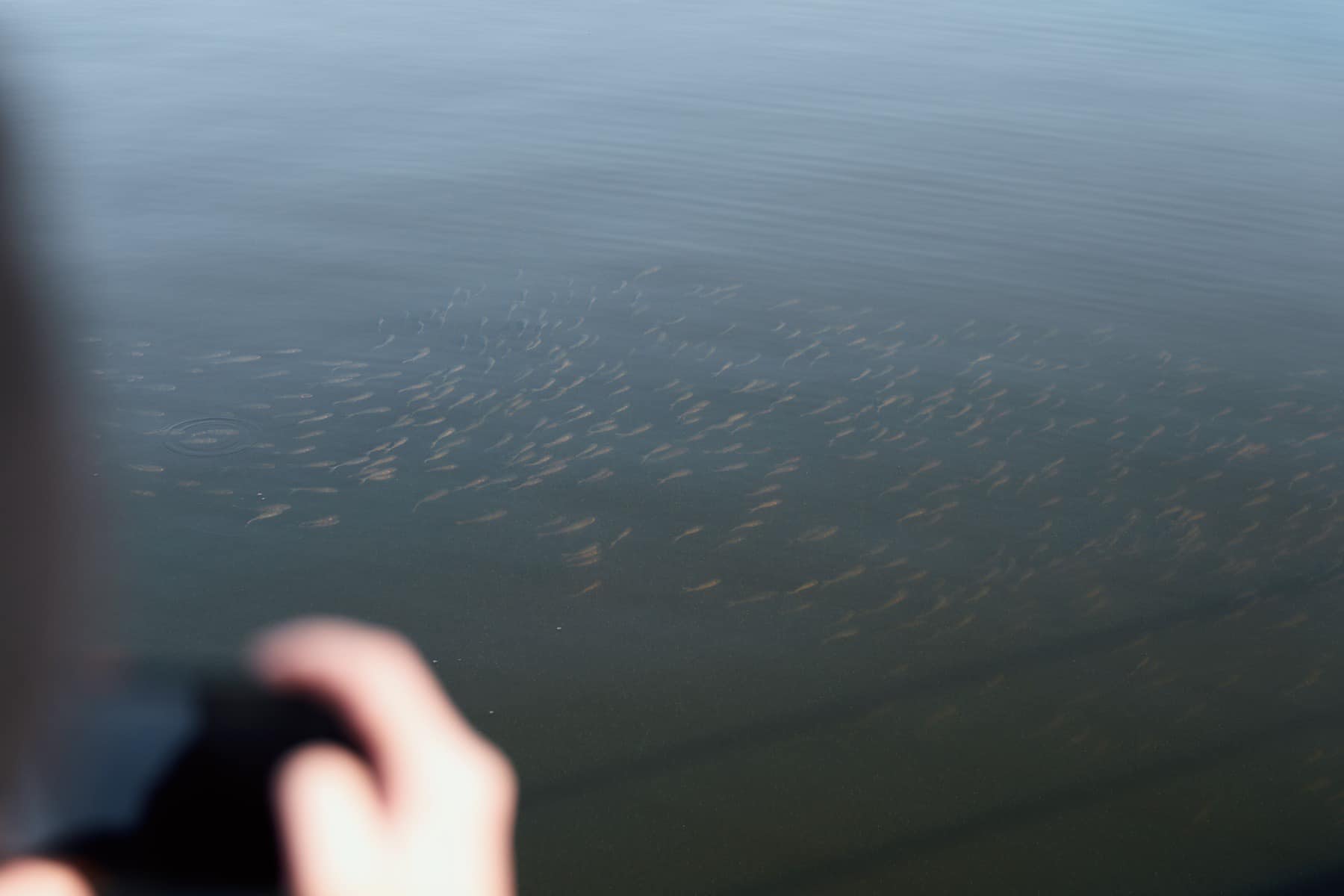 У Кременчуцьке водосховище випустять майже 67 тонн мальків товстолобика - фото 3