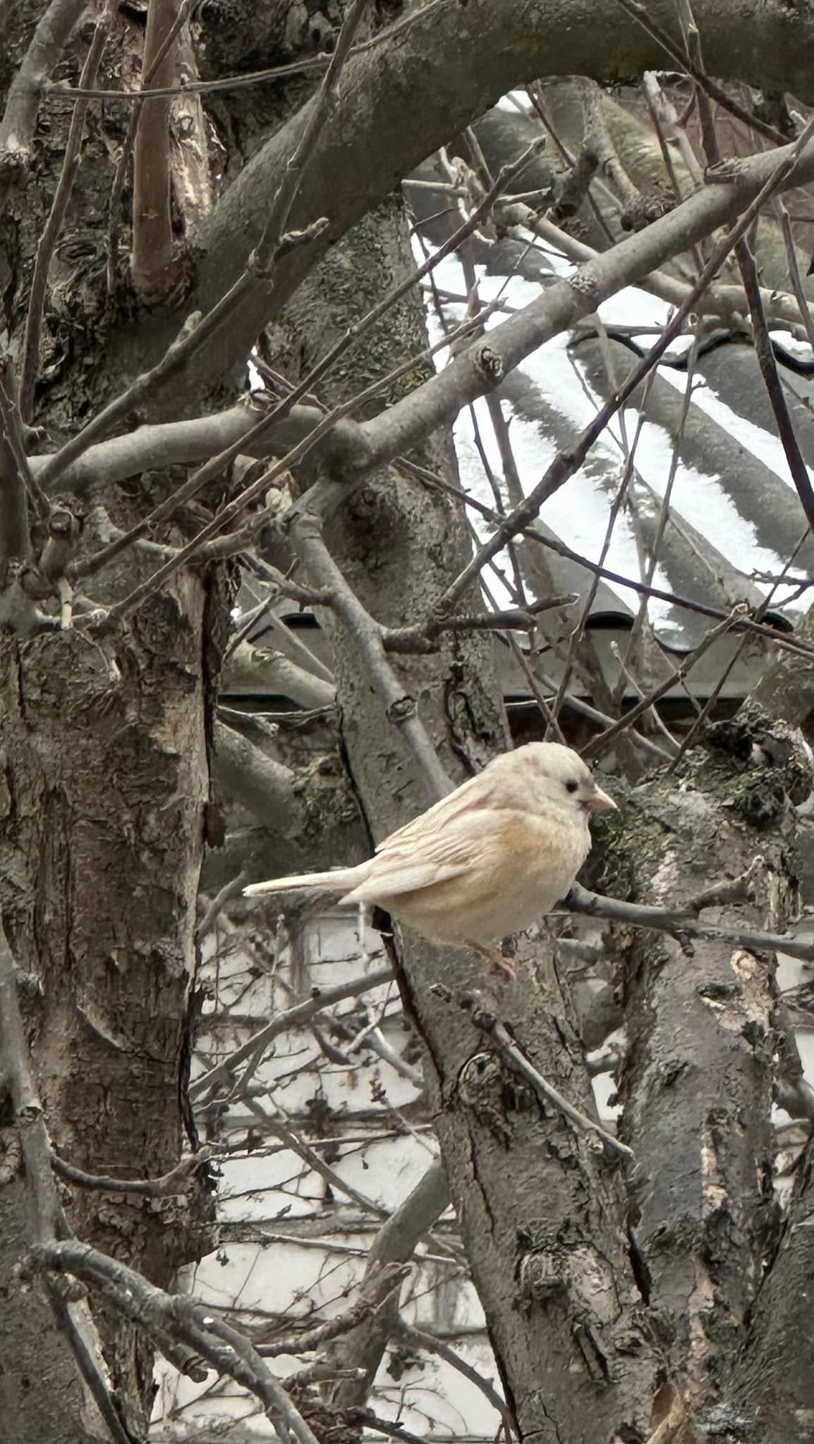 На Черкащині виявили «горобця удачі»