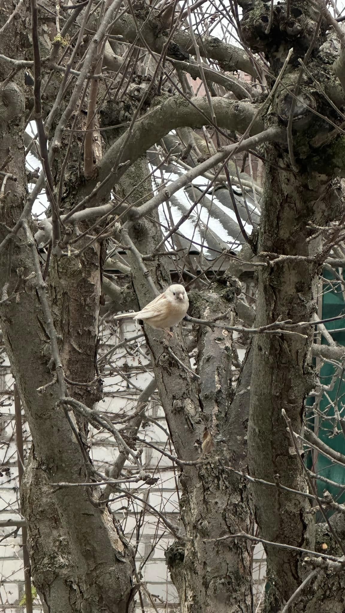 На Черкащині виявили «горобця удачі» - фото 2