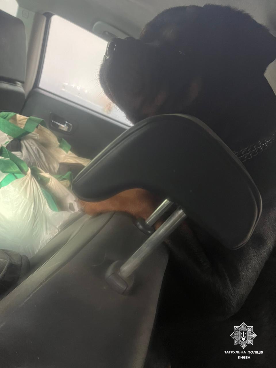 У Києві патрульні допомогли визволити собак із зачиненого авто - фото 2