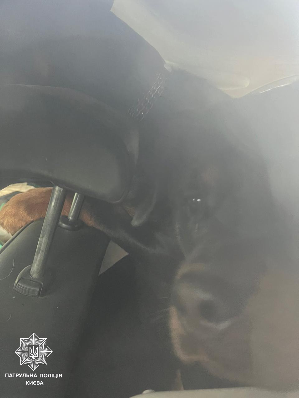У Києві патрульні допомогли визволити собак із зачиненого авто
