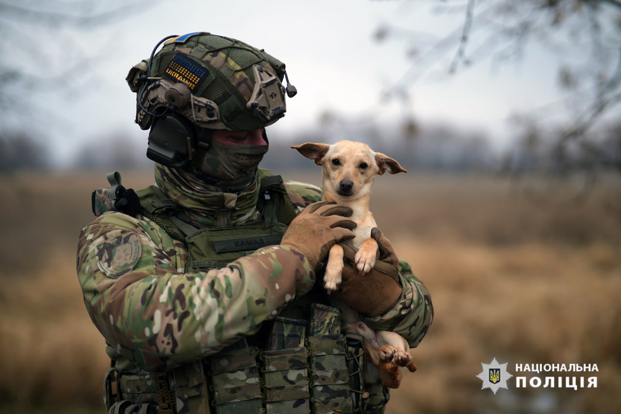 Евакуйовані з фронту тварини у черкаському притулку чекають на нові родини
