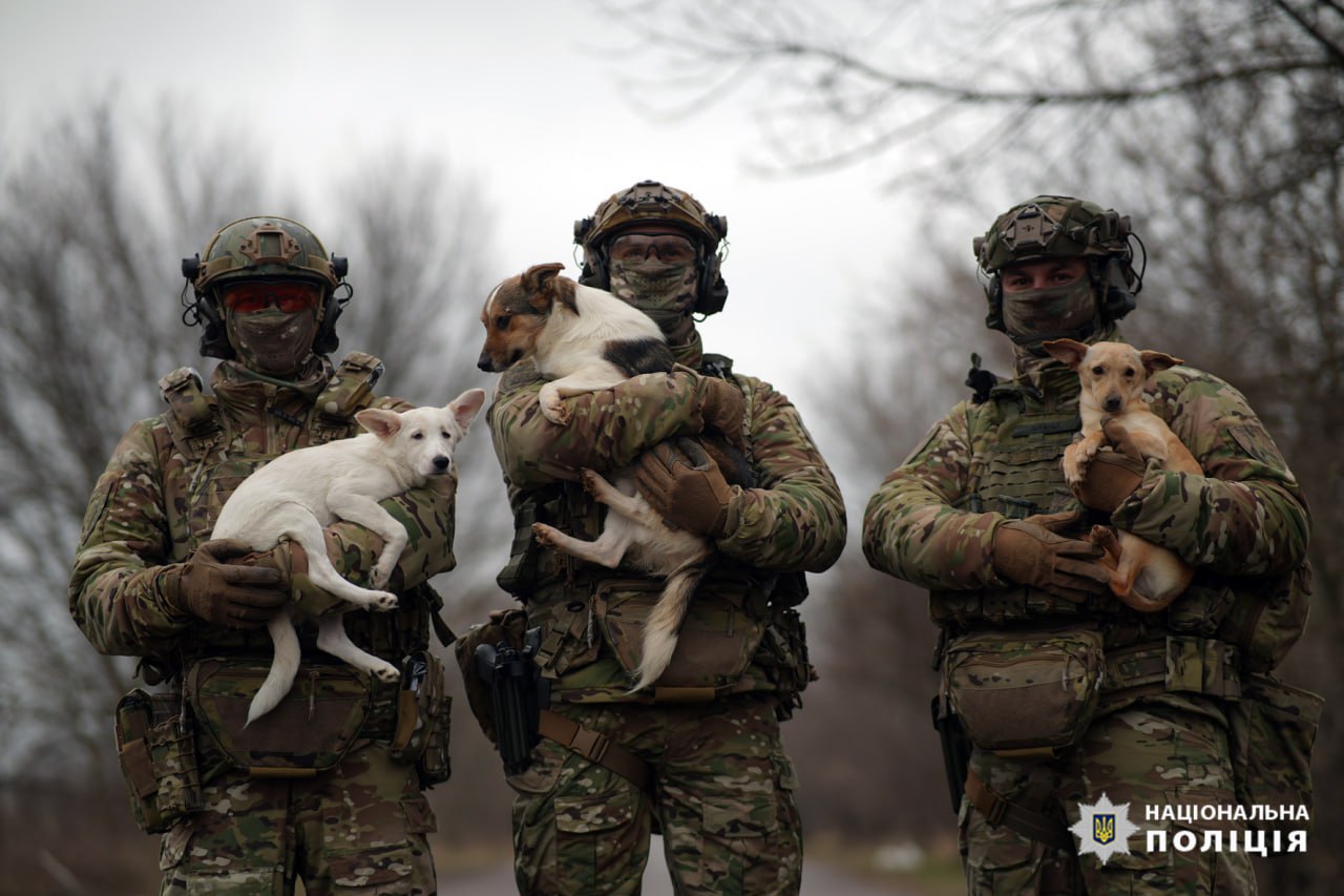 Евакуйовані з фронту тварини у черкаському притулку чекають на нові родини - фото 3