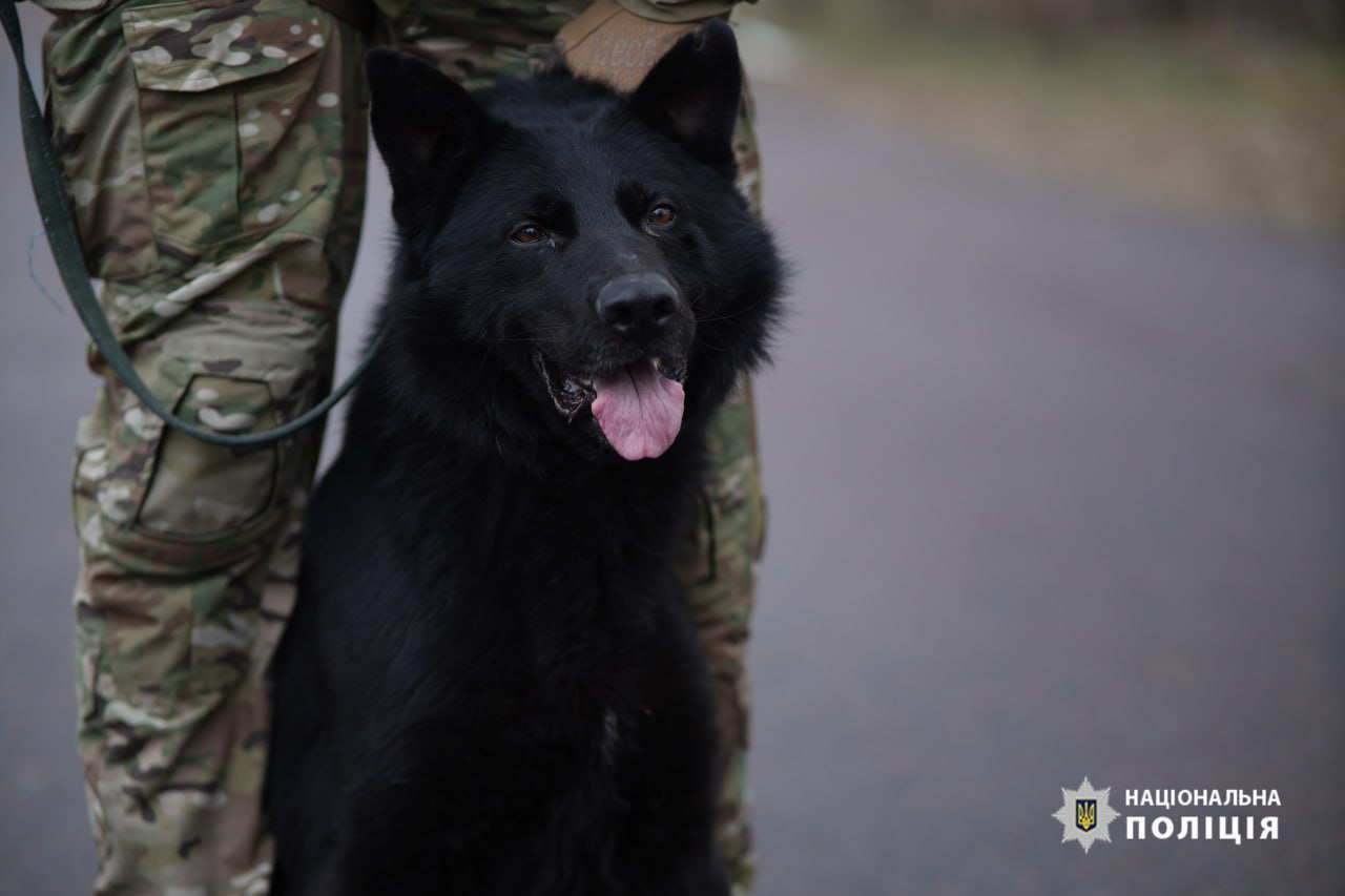Евакуйовані з фронту тварини у черкаському притулку чекають на нові родини - фото 5