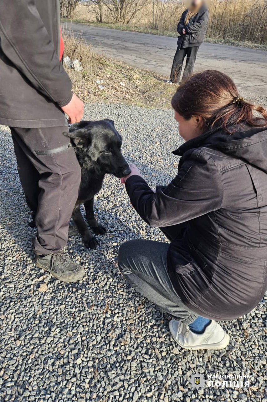 Евакуйовані з фронту тварини у черкаському притулку чекають на нові родини - фото 6
