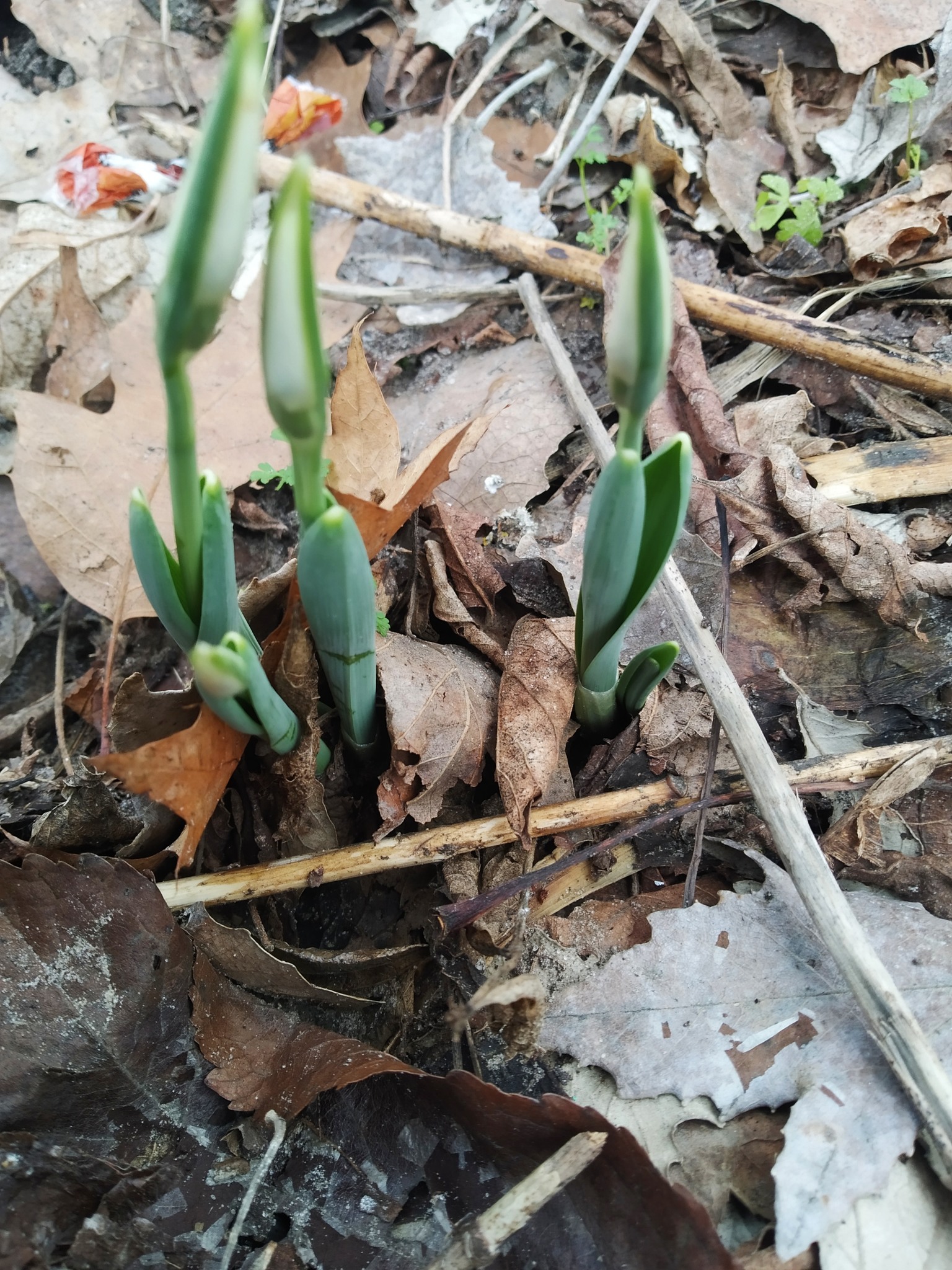 У Києві в Гідропарку з'явилися перші підсніжники