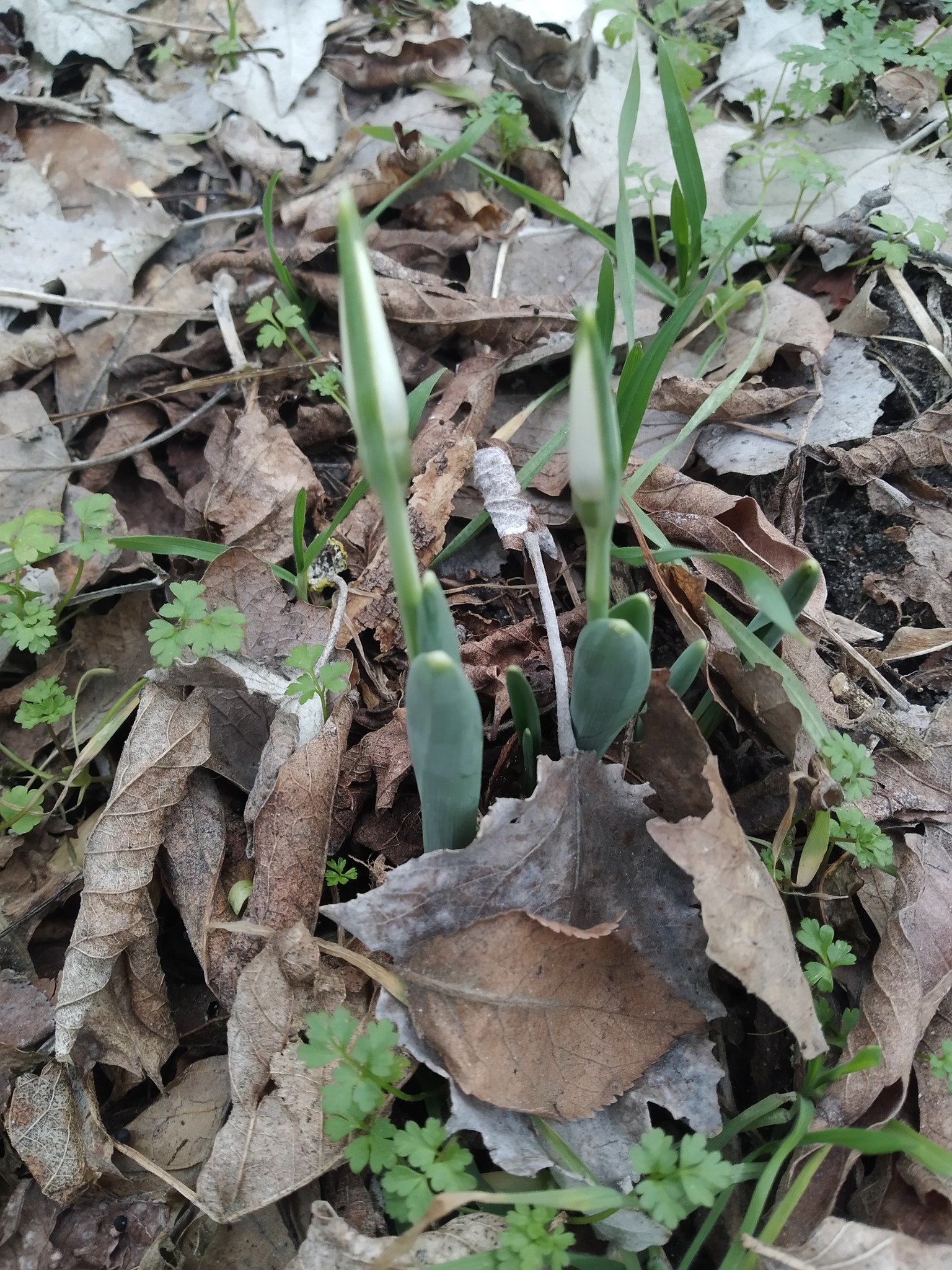 У Києві в Гідропарку з'явилися перші підсніжники - фото 2
