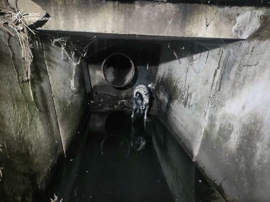 На Київщині рятувальники врятували собаку, що впав у стічний канал