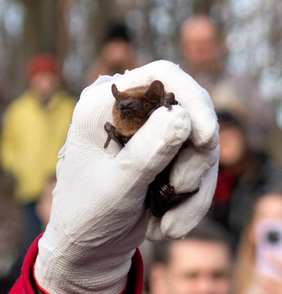 У Києві на свободу випустили понад 600 реабілітованих кажанів