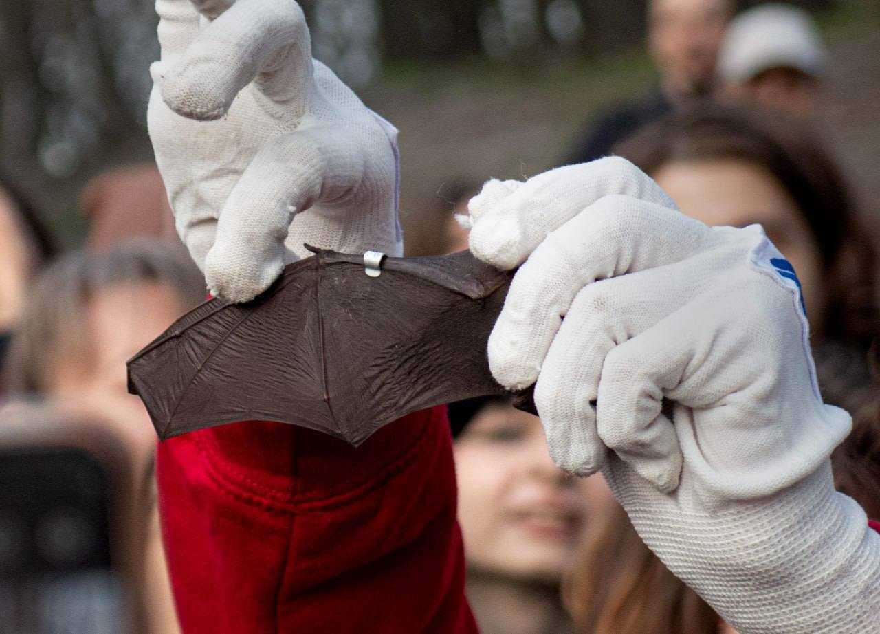 У Києві на свободу випустили понад 600 реабілітованих кажанів - фото 2