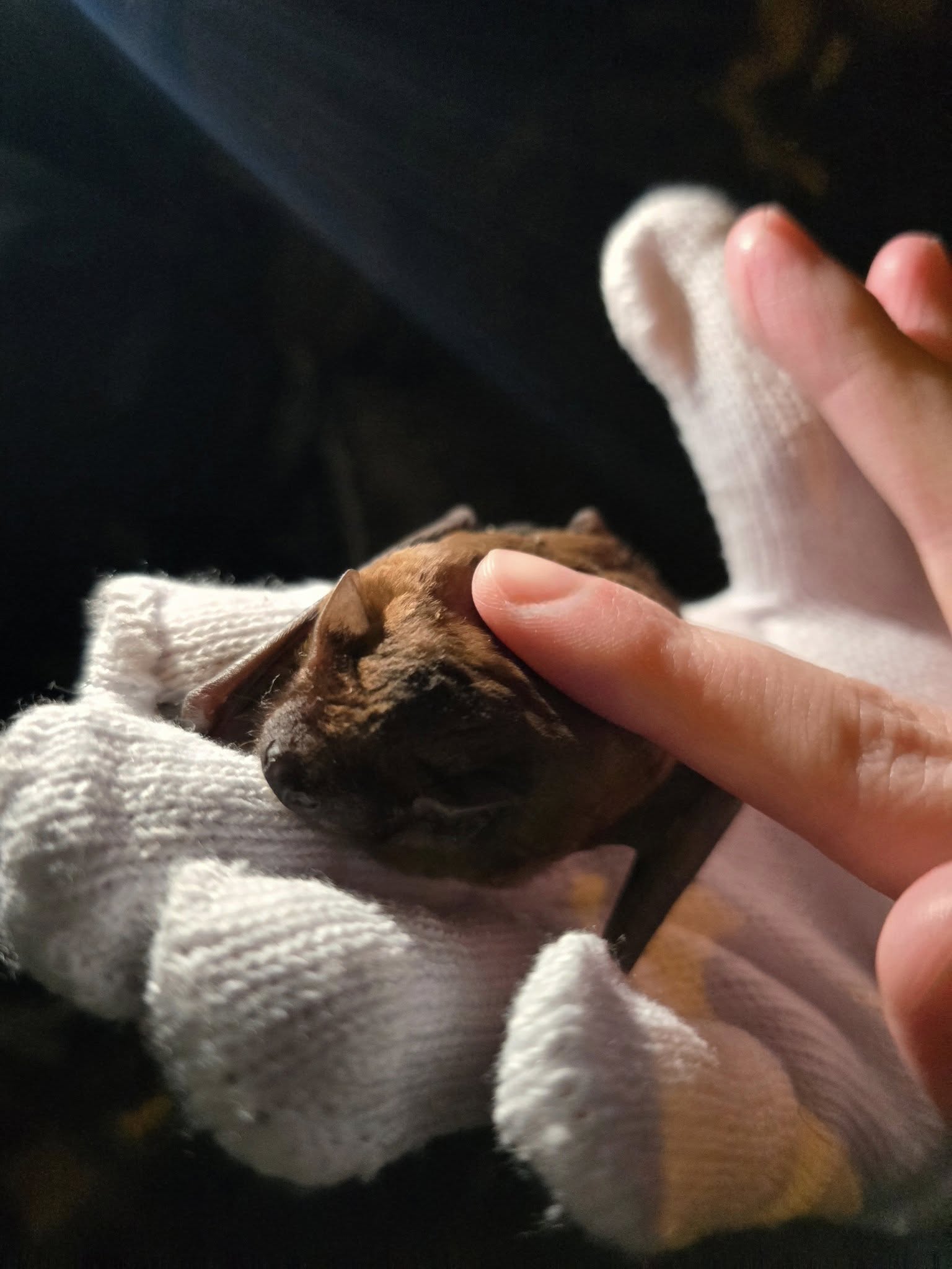 У Києві на свободу випустили понад 600 реабілітованих кажанів - фото 3