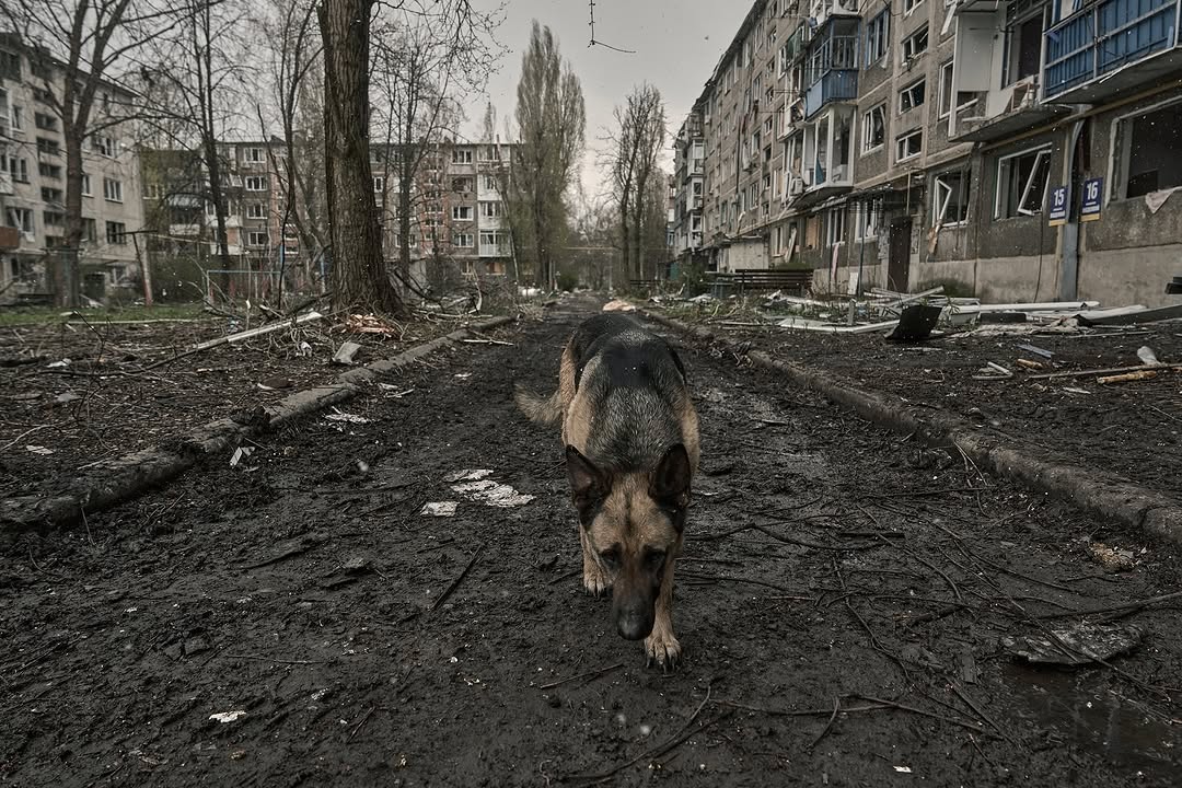 Могили у дворах, тіла серед руїн і нитки оптоволокна – фоторепортаж з Покровська - фото 15
