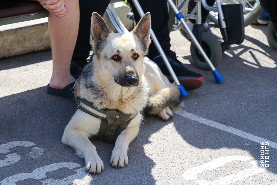 Альфа та Кай службові собаки вінницьких гвардійців з пораненими воїнами - фото 3