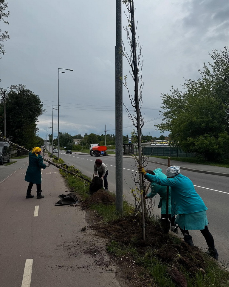 У Вінниці висадили 130 дубів вздовж Сабарівського шосе - фото 8