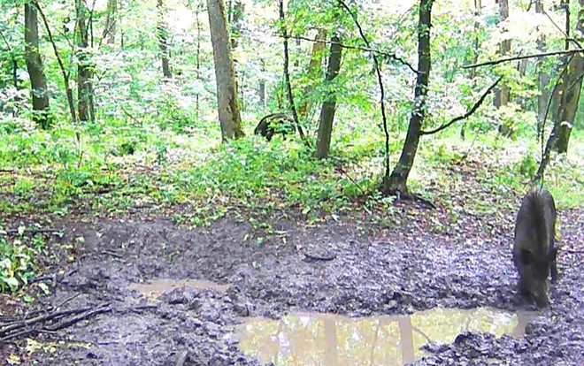 Дикі кабани потрапили у фотопастку в заповіднику на Вінниччині