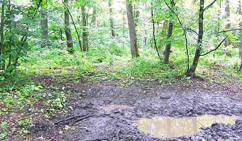 Дикі кабани потрапили у фотопастку в заповіднику на Вінниччині - фото 4