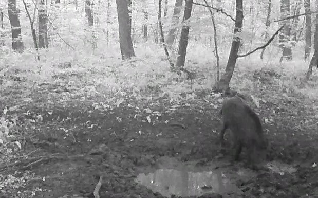 Дикі кабани потрапили у фотопастку в заповіднику на Вінниччині - фото 3