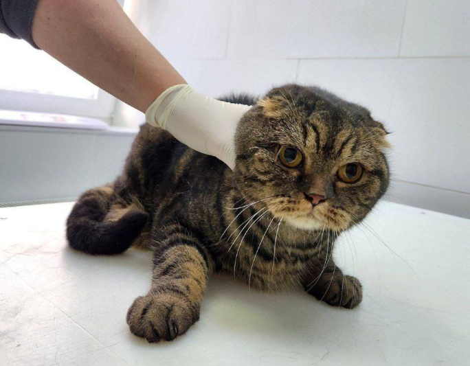 Десять годин під завалами: у Києві врятували кота