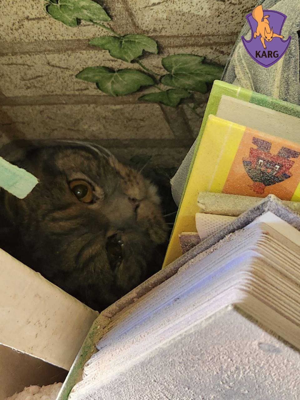 Десять годин під завалами: у Києві врятували кота - фото 2