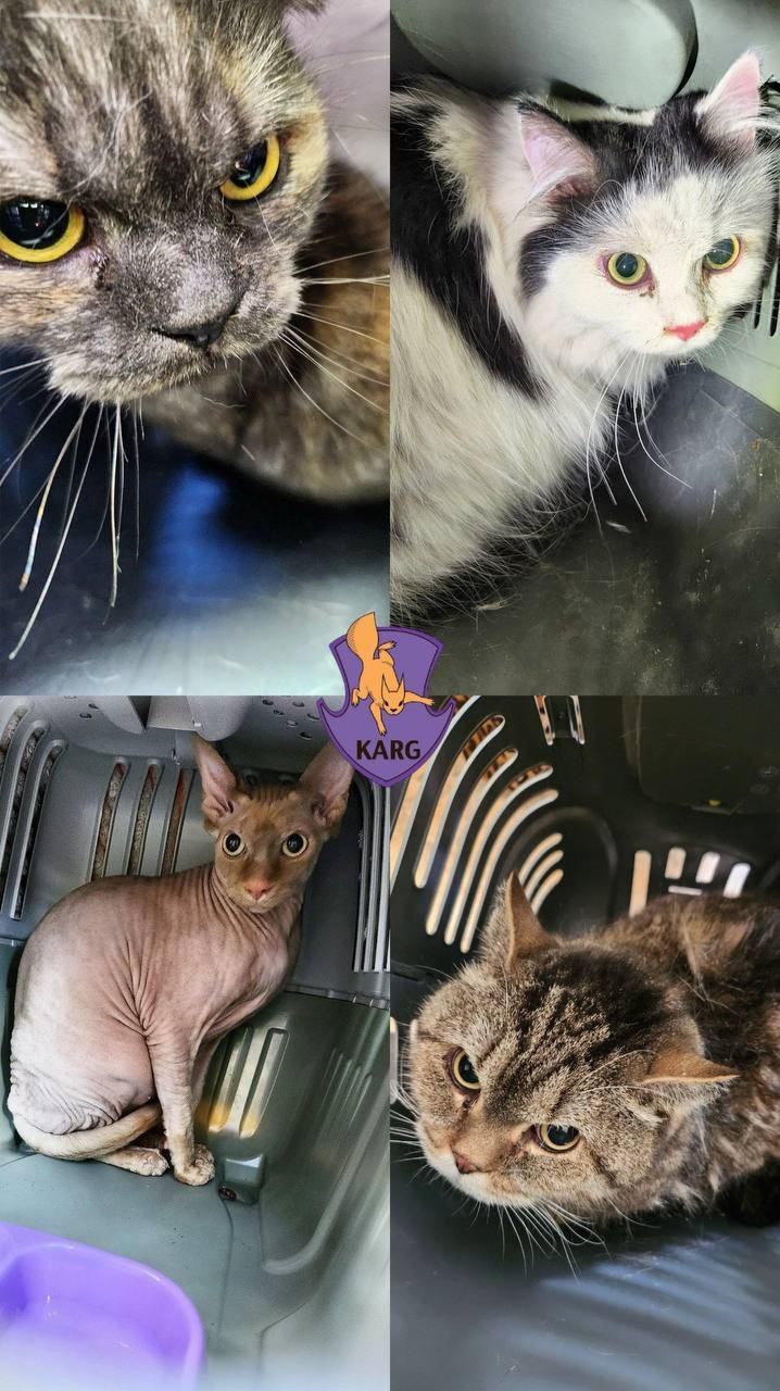 Десять годин під завалами: у Києві врятували кота - фото 3