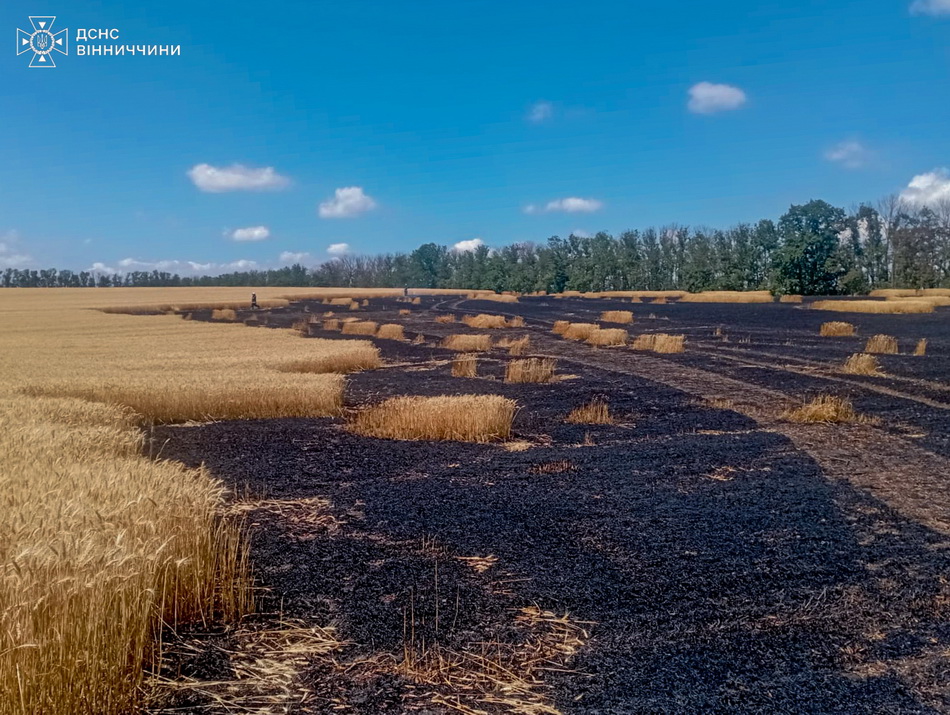 На Вінниччині горіло пшеничне поле, знищено 2 га врожаю - фото 2