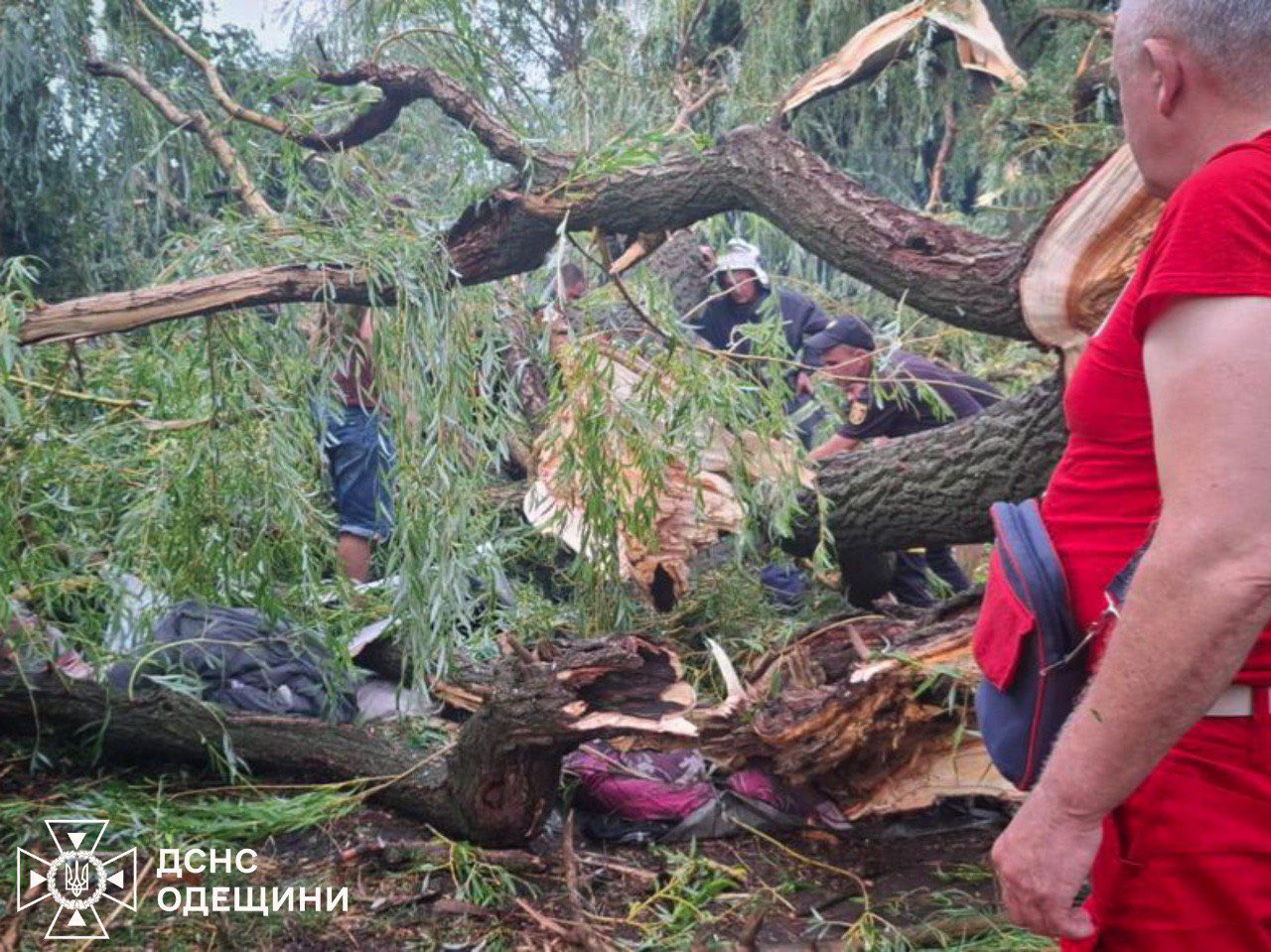 Дитина загинула через падіння дерева на намет в Одеській області - фото 2