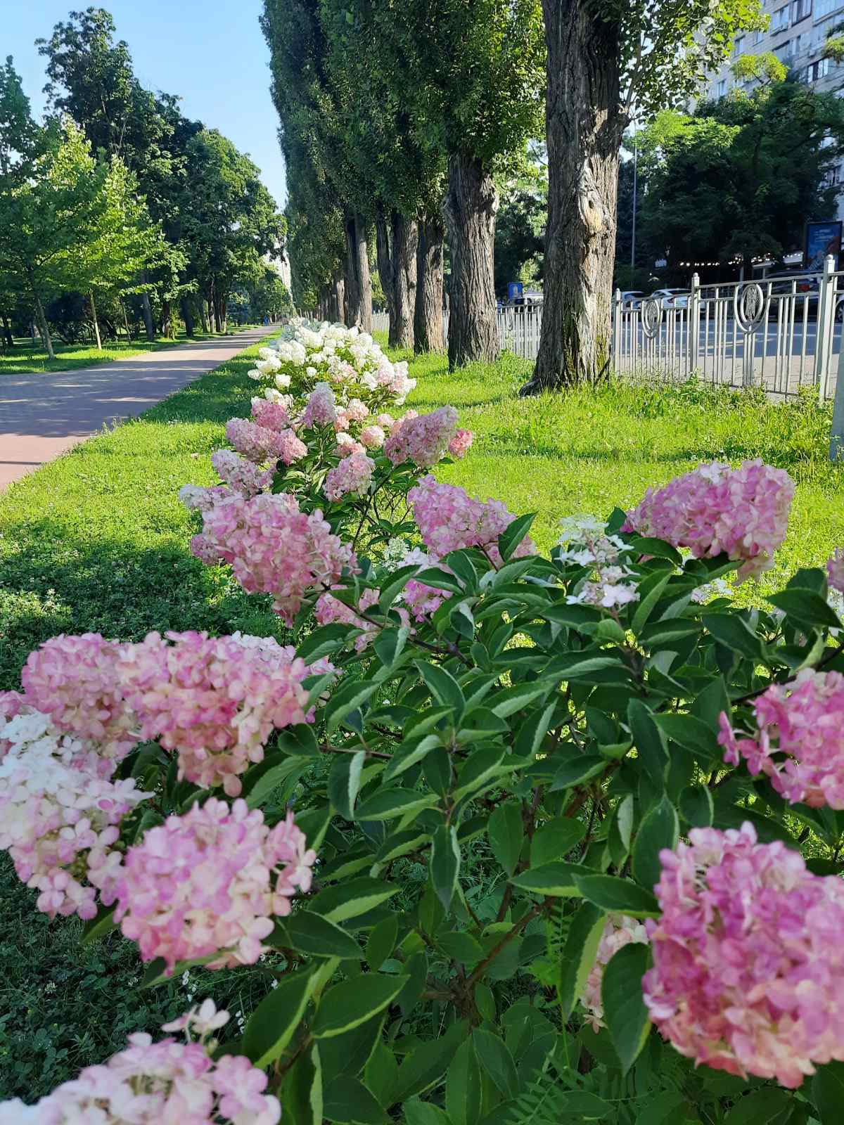 Дніпровський район Києва зацвів гортензіями - фото 2