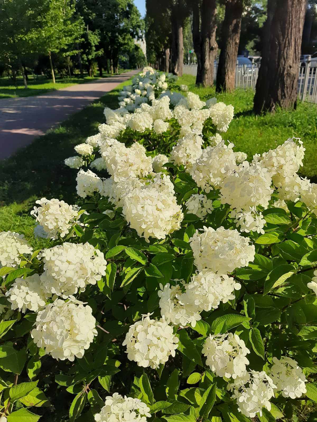 Дніпровський район Києва зацвів гортензіями
