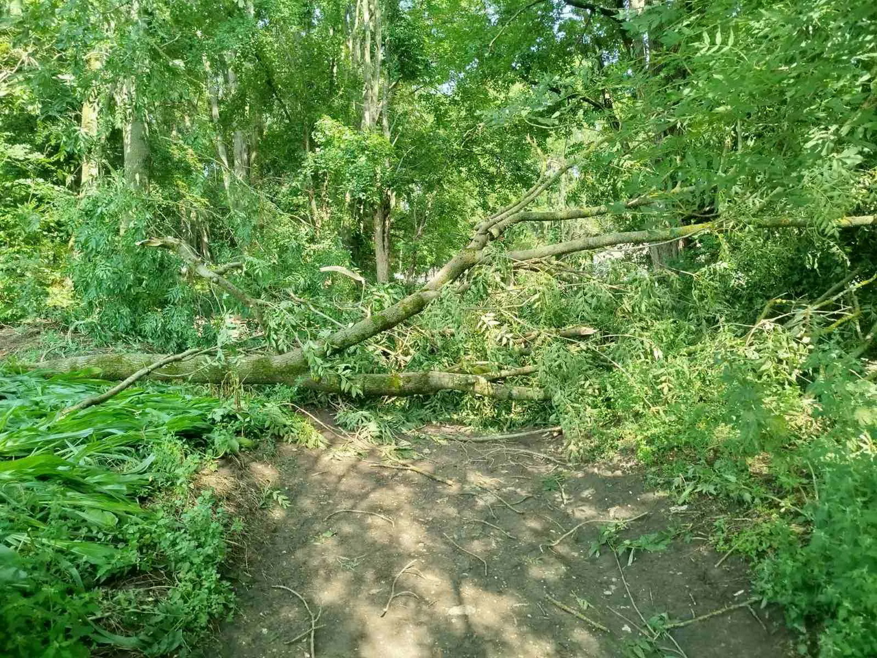 У селі на Вінниччині негода повалила дерева на території дитячого садочка - фото 8