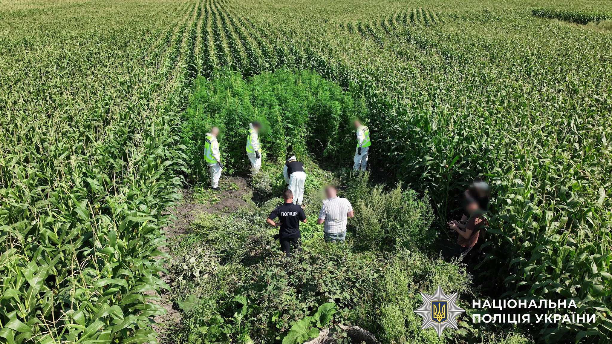 Операція «Джентльмени»: правоохоронці ліквідували посіви конопель і маку на сотні мільйонів гривень - фото 3