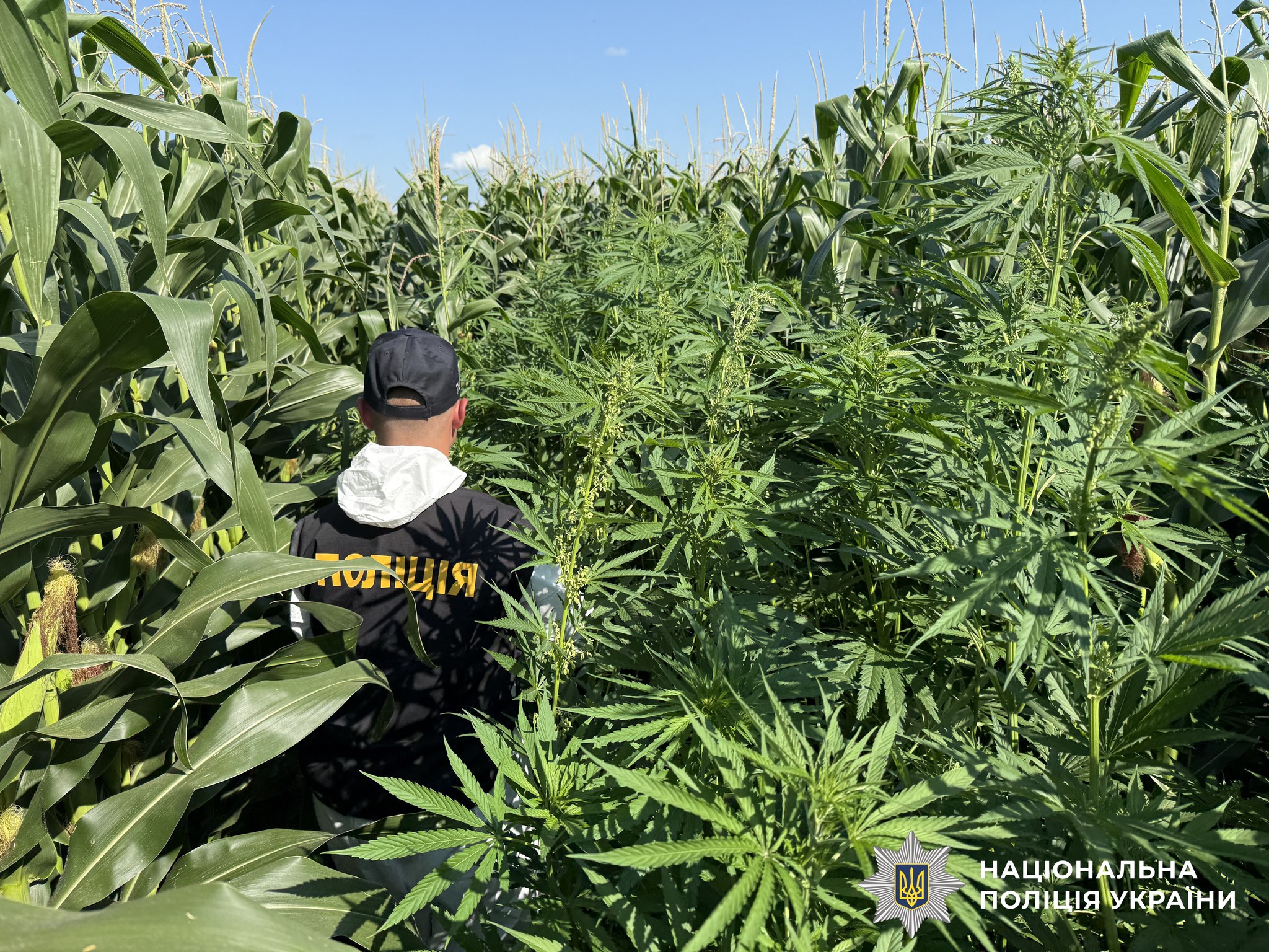 Операція «Джентльмени»: правоохоронці ліквідували посіви конопель і маку на сотні мільйонів гривень