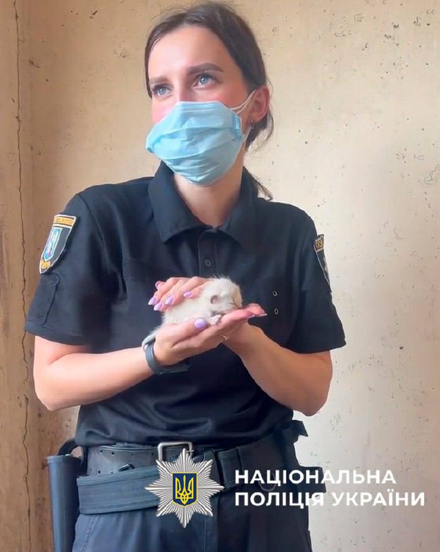 У Києві врятували 9 котів, які близько тижня провели у зачиненій квартирі після смерті господарки - фото 2