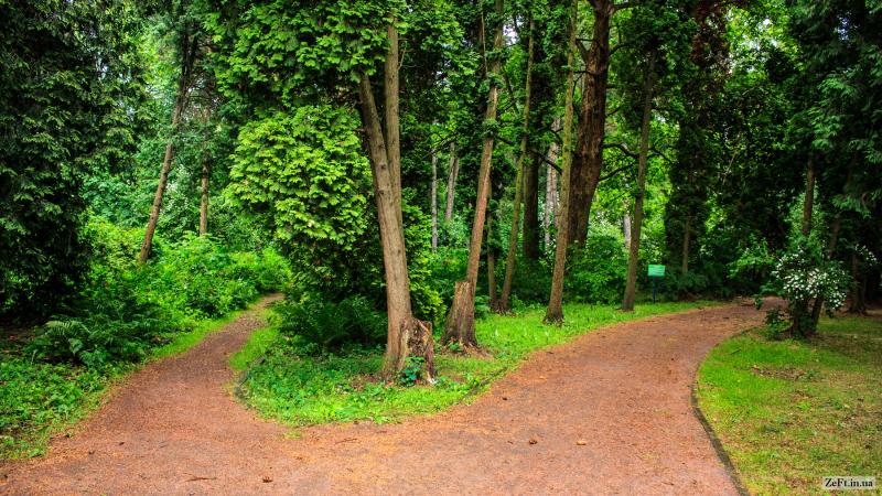 Сирецький дендропарк: ботанічна перлина столиці - фото 2