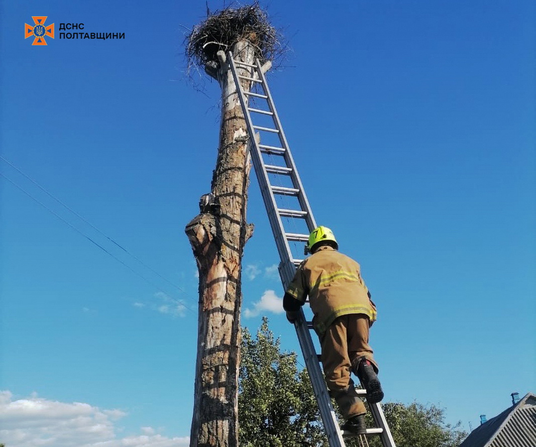 На Полтавщині врятували знесилене лелеченя, яке залишилося без батьків