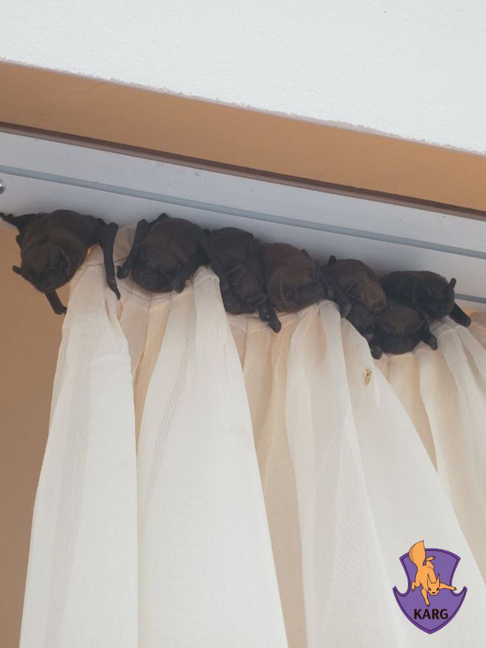 Киянам розповіли, чому кажани можуть залітати у квартири - фото 4