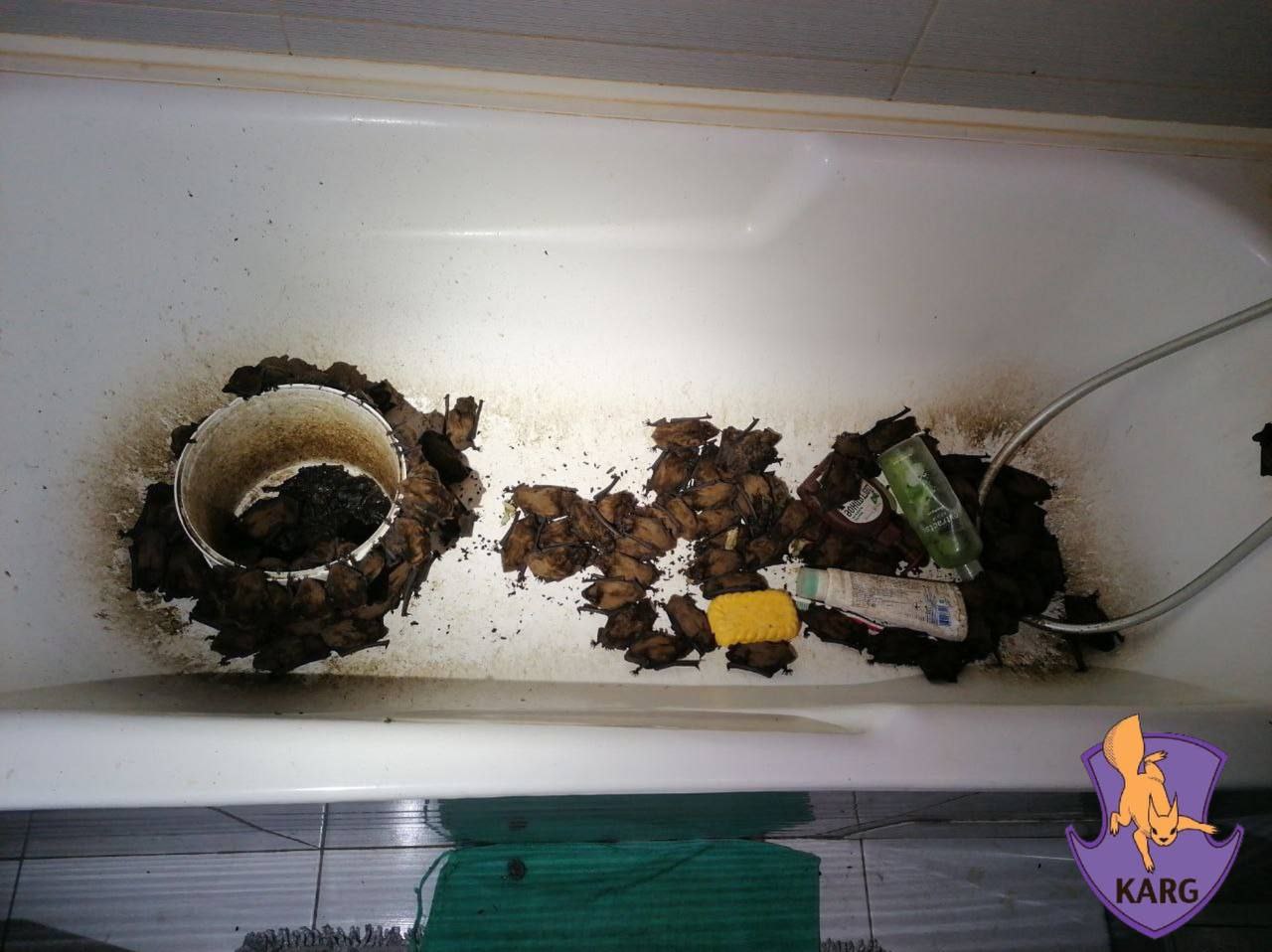 Киянам розповіли, чому кажани можуть залітати у квартири - фото 3