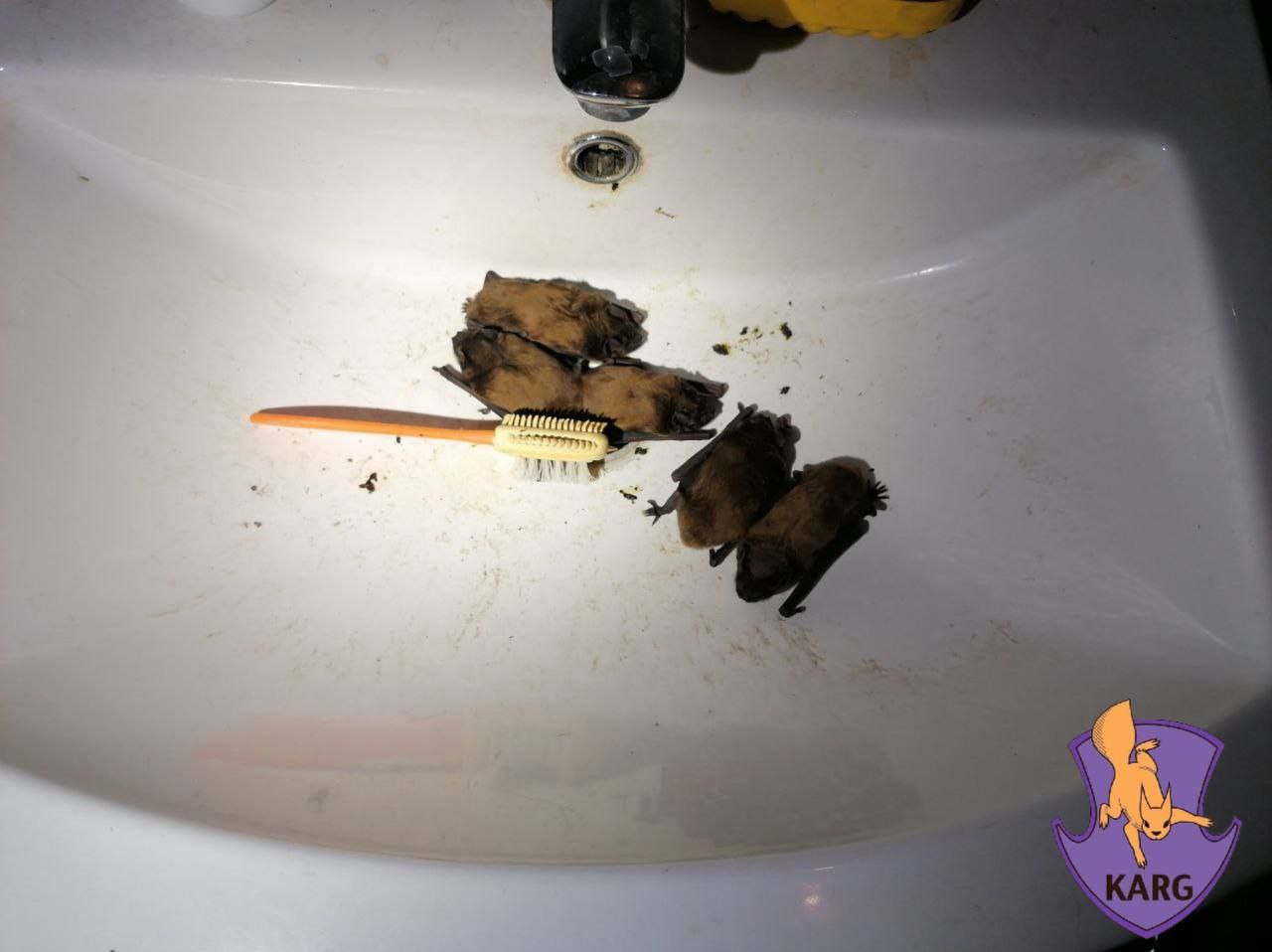 Киянам розповіли, чому кажани можуть залітати у квартири