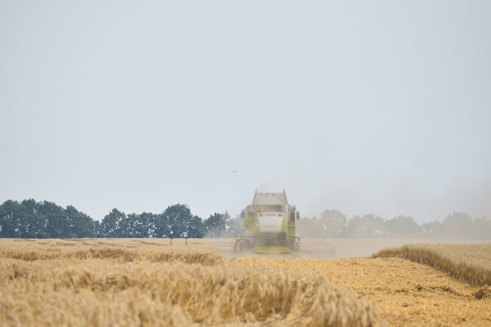 Аграрії Черкащини вже зібрали ранні зернові та зернобобові - фото 2
